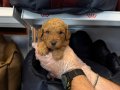 Poodle yavrularımız yeni ailelerini bekliyor 