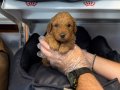 Poodle yavrularımız yeni ailelerini bekliyor 