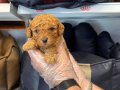 Poodle yavrularımız yeni ailelerini bekliyor 