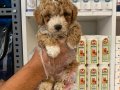 Poodle yavrularımız yeni ailelerini bekliyor 