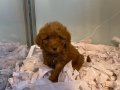 Poodle yavrularımız yeni ailelerini bekliyor 