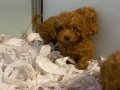 Poodle yavrularımız yeni ailelerini bekliyor 