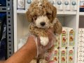 Poodle yavrularımız yeni ailelerini bekliyor 
