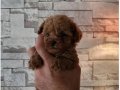 Çiftlikten Poodle yavruları ailelerini bekliyor 