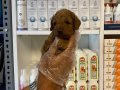 Çiftlikten Poodle yavruları ailelerini bekliyor 