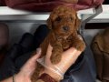 Çiftlikten Poodle yavruları ailelerini bekliyor 