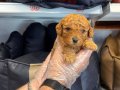 Çiftlikten Poodle yavruları ailelerini bekliyor 