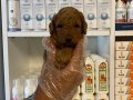 Çiftlikten Poodle yavruları ailelerini bekliyor 