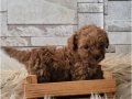Çiftlikten Poodle yavruları ailelerini bekliyor 