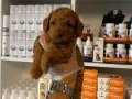 Mükemmel Poodle yavrularımız 