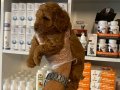 Mükemmel Poodle yavrularımız 