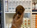 Mükemmel Poodle yavrularımız 