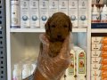 Mükemmel Poodle yavrularımız 