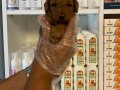 Mükemmel Poodle yavrularımız 