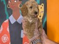 Mükemmel Poodle yavrularımız 