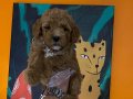 Mükemmel Poodle yavrularımız 
