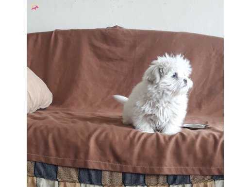 Adanadan safkan maltese terrier yavrular