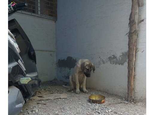 Adana yüreğirden 4 aylık erkek yavru kangal
