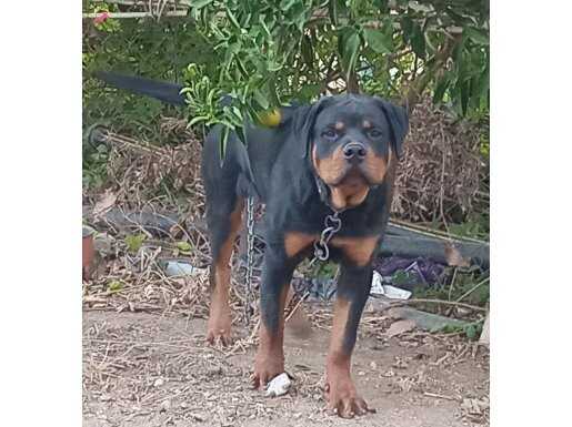 ADANA YÜREĞİRDEN 6 AYLIK ERKEK ROTWEILER