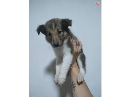 Rough collie lessie yavrularım 