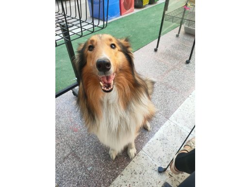 3.5 aylık Rough collie Lassie yavrularımız 