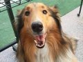 3.5 aylık Rough collie Lassie yavrularımız 