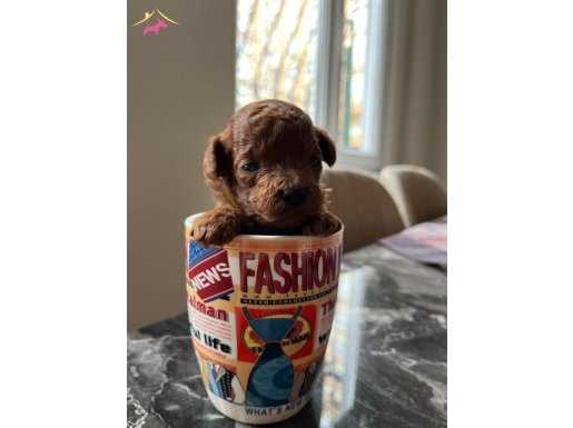 A KALİTE  RED BROWN TOY POODLE YAVRULAR