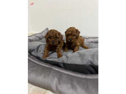 KORE KAN RED BROWN TOY POODLE YAVRULAR