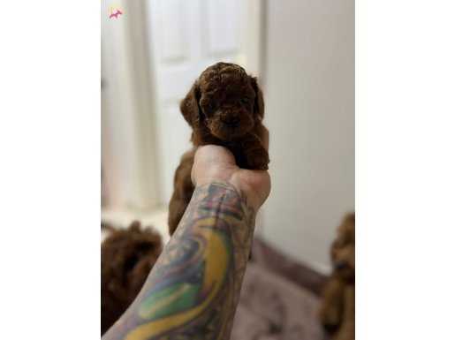 A KALİTE KORE KAN RED BROWN TOY POODLE YAVRULAR