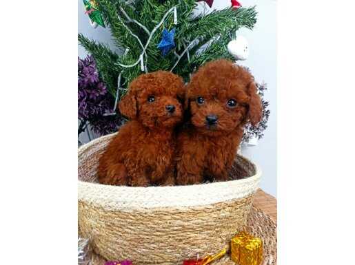 %100 KORE RED BROWN TOY POODLE YAVRULAR