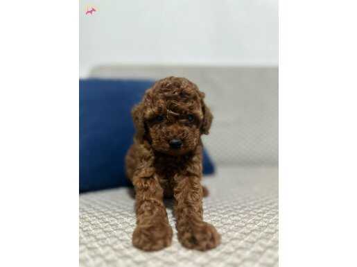 SAFKAN RED BROWN TOY POODLE BEBEKLER