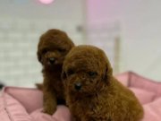 KORE RED BROWN SAFKAN TOY POODLE YAVRULAR