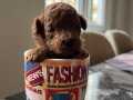 A KALİTE  RED BROWN TOY POODLE YAVRULAR