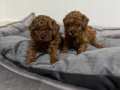 KORE KAN RED BROWN TOY POODLE YAVRULAR