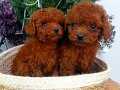 %100 KORE RED BROWN TOY POODLE YAVRULAR