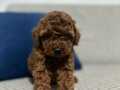 SAFKAN RED BROWN TOY POODLE BEBEKLER