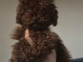 KORE RED BROWN SAFKAN TOY POODLE YAVRULAR