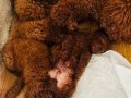 KORE RED BROWN SAFKAN TOY POODLE YAVRULAR