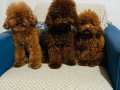 KORE RED BROWN SAFKAN TOY POODLE YAVRULAR