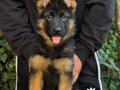  dünya çapında derece almış Alman çoban köpeği yavruları 