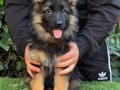  dünya çapında derece almış Alman çoban köpeği yavruları 