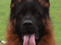  dünya çapında derece almış Alman çoban köpeği yavruları 