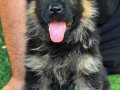  dünya çapında derece almış Alman çoban köpeği yavruları 