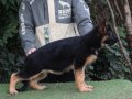  dünya çapında derece almış Alman çoban köpeği yavruları 