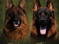  dünya çapında derece almış Alman çoban köpeği yavruları 