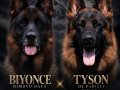 dünya çapında derece almış Alman çoban köpeği yavruları 