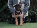  dünya çapında derece almış Alman çoban köpeği yavruları 
