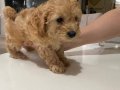 Çok tatlı maltipoo dişi yavrularımız