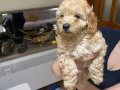 Çok tatlı maltipoo dişi yavrularımız