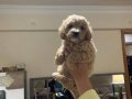 Çok tatlı maltipoo dişi yavrularımız
